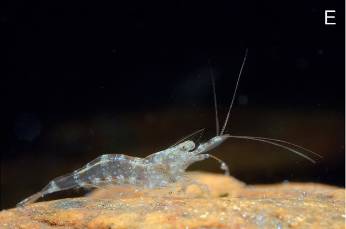 Caridina mayamareenae Caridina mayamareenae