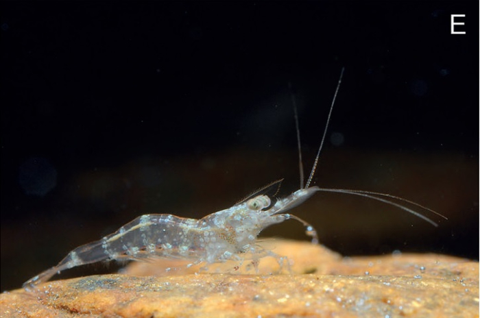 Caridina mayamareenae