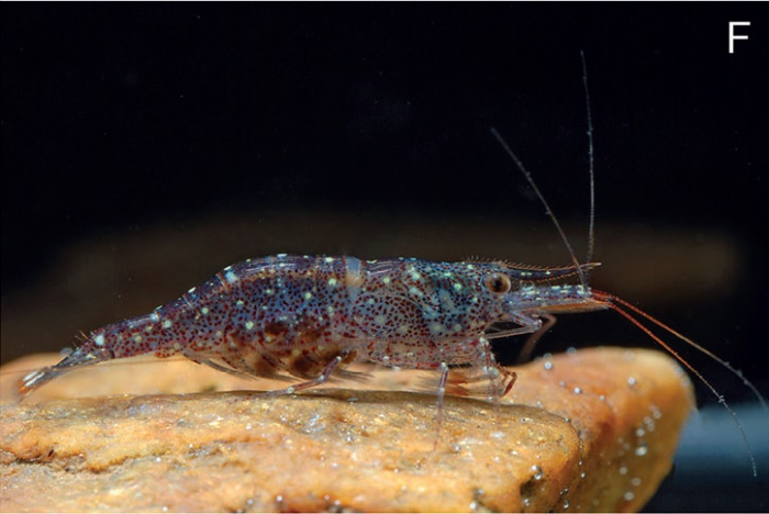 Caridina longidigita