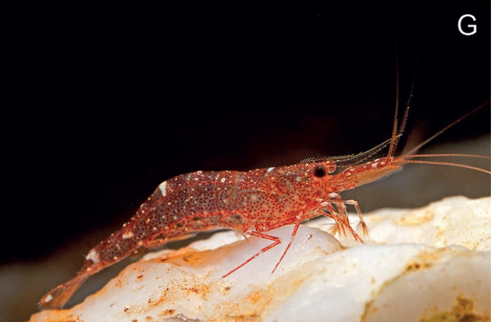 Caridina longidigita