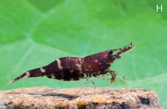 Caridina sarasinorum