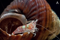 Caridina mayamareenae
