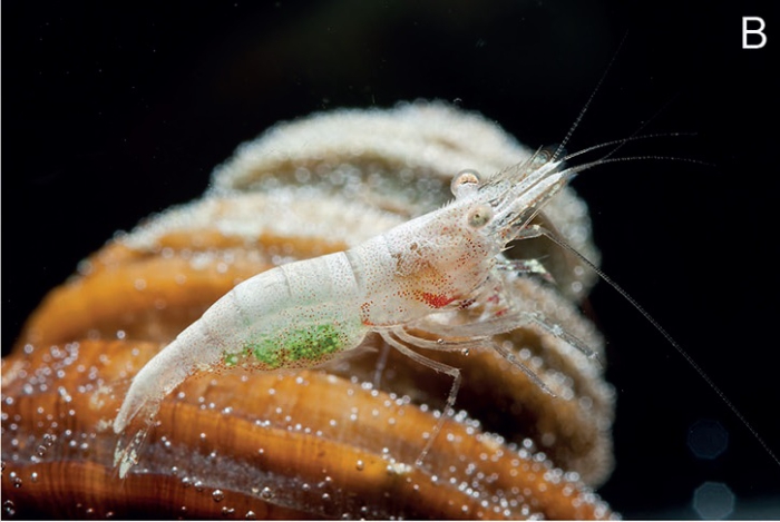 Caridina mayamareenae Caridina mayamareenae
