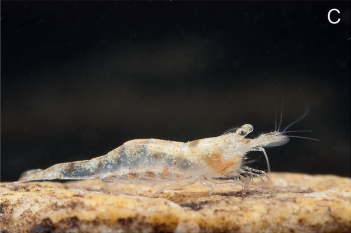 Caridina lilianae