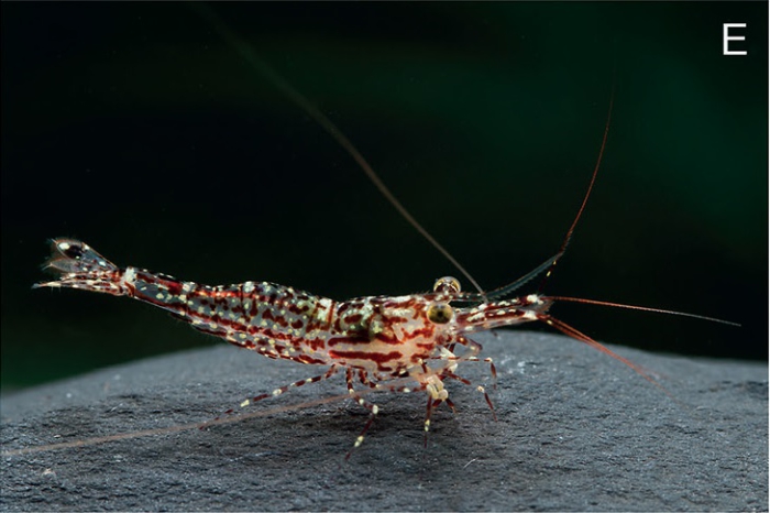 Caridina poso