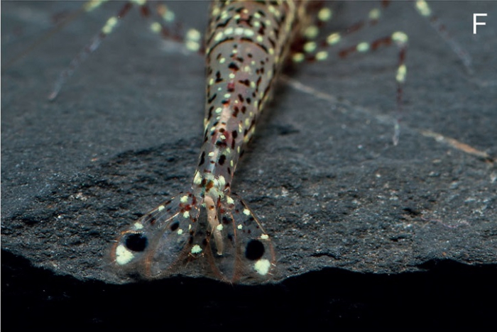 Caridina poso