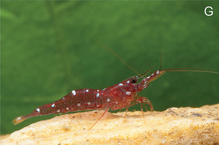 Caridina marlenae Caridina marlenae