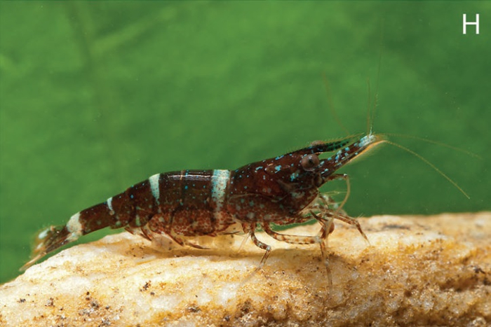 Caridina fusca Caridina fusca