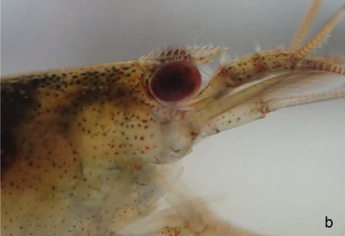 Caridina tupaia Caridina tupaia