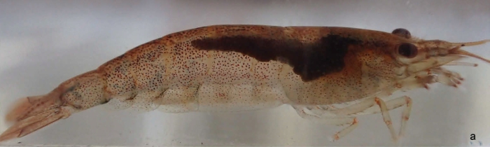 Caridina tupaia Caridina tupaia