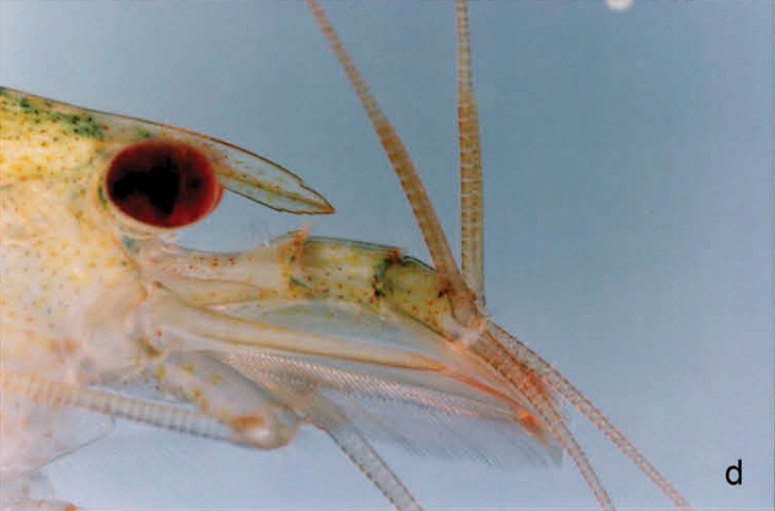 Caridina rapaensis Caridina rapaensis