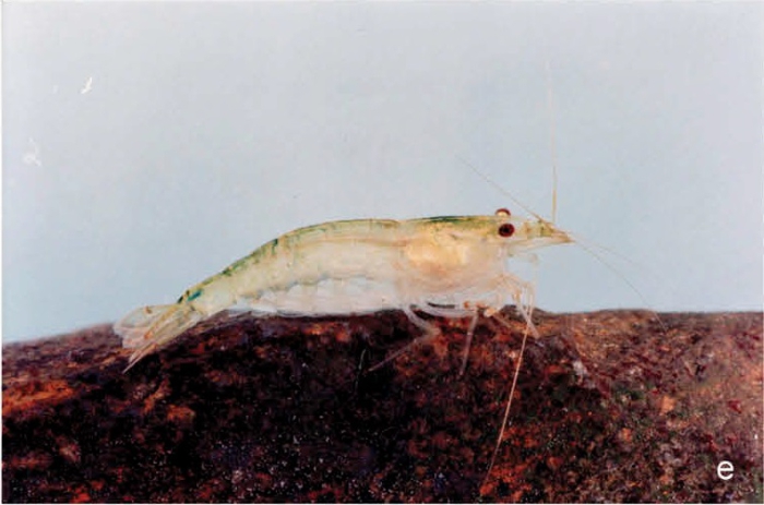 Caridina rapaensis Caridina rapaensis