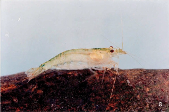 Caridina rapaensis