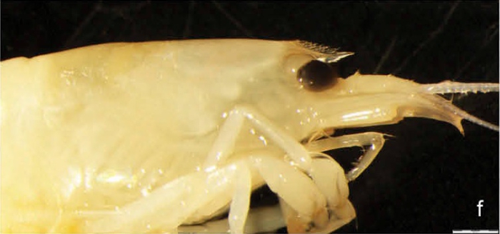 Caridina futunensis Caridina futunensis