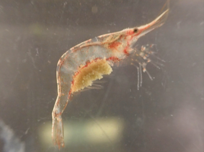 Caridina appendiculata Caridina appendiculata