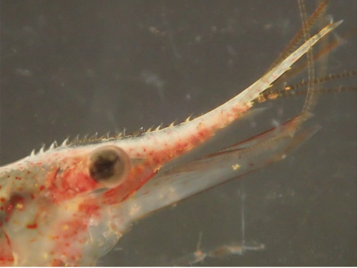 Caridina appendiculata Caridina appendiculata