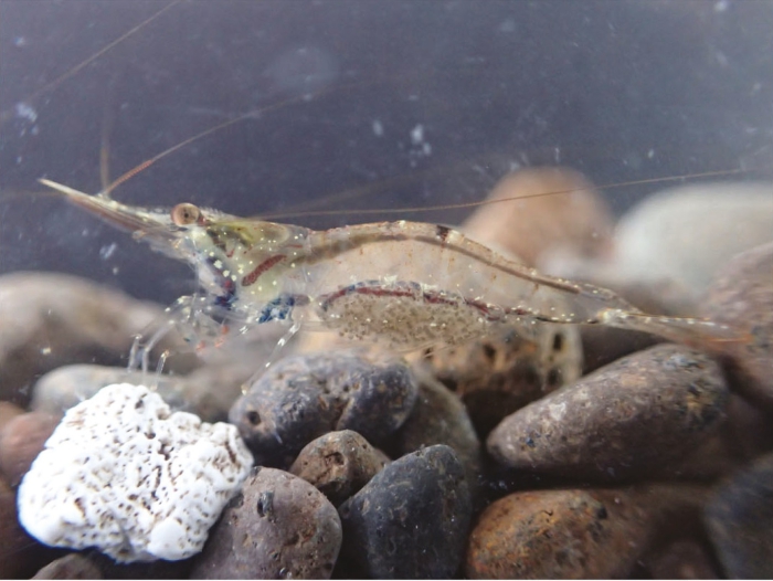 Caridina brevidactyla Caridina brevidactyla