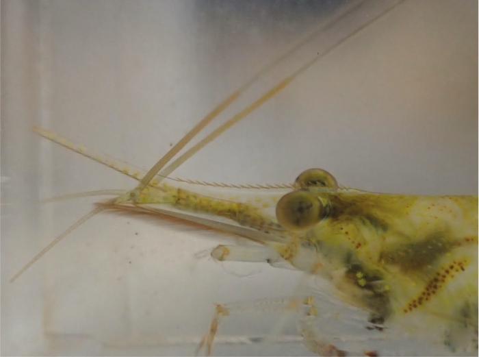 Caridina brevidactyla