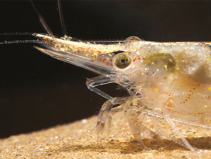 Caridina gracilipes