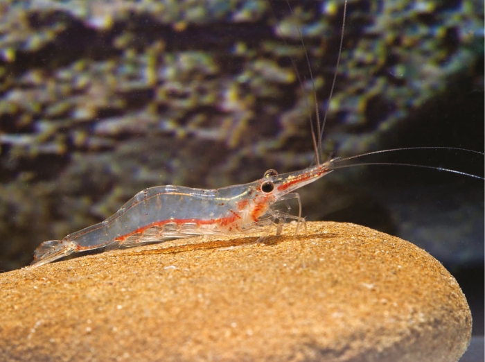 Caridina gracilipes