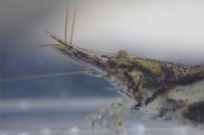 Caridina meridionalis Caridina meridionalis