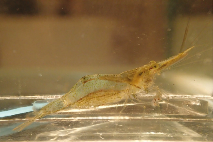 Caridina meridionalis Caridina meridionalis