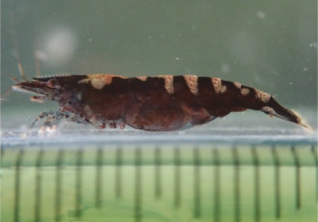 Caridina gueryi Caridina gueryi