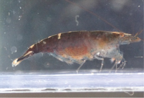 Caridina buehleri Caridina buehleri