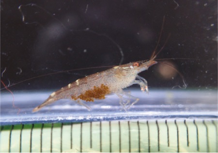 Caridina buehleri