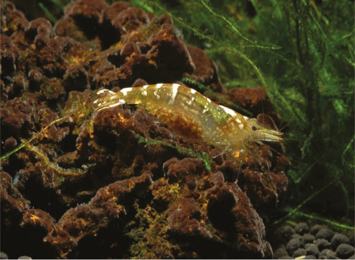 Caridina buehleri Caridina buehleri