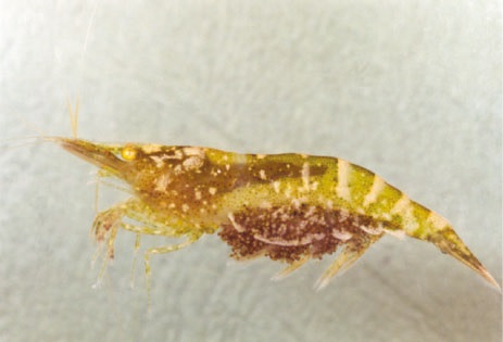 Caridina gueryi Caridina gueryi