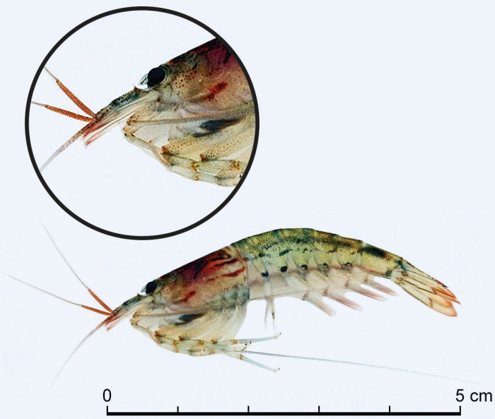 Atyoida serrata Atyoida serrata
