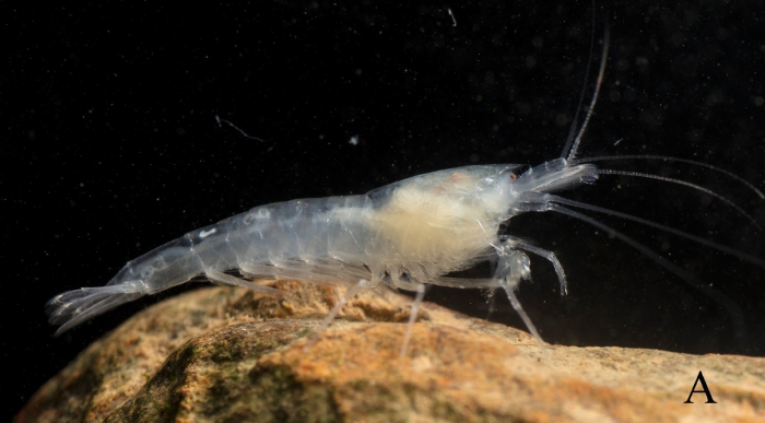 Caridina thachlam Caridina thachlam