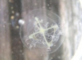 Hydrozoa (hydroids)