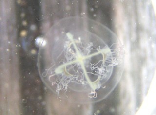 Nemopsis bachei Nemopsis bachei