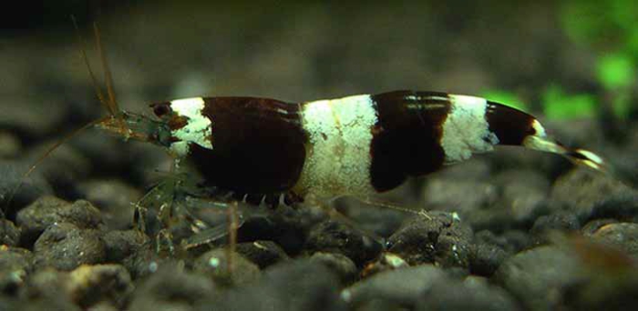 Caridina maculata