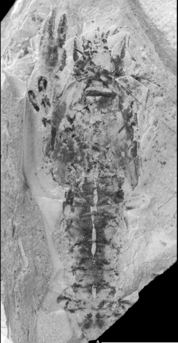 Aenigmastacus crandalli Aenigmastacus crandalli