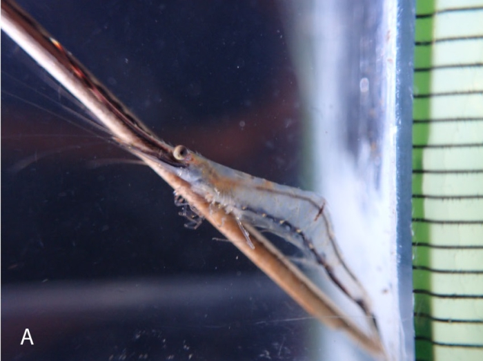 Caridina gracilirostris