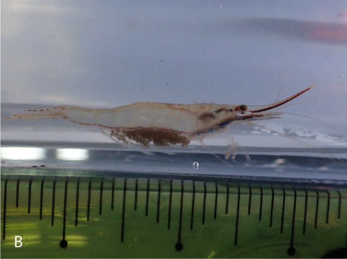 Caridina neglecta Caridina neglecta