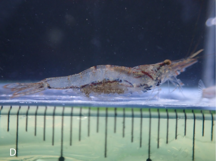 Caridina brevidactyla Caridina brevidactyla