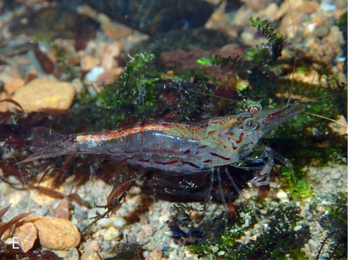 Caridina choiseul Caridina choiseul