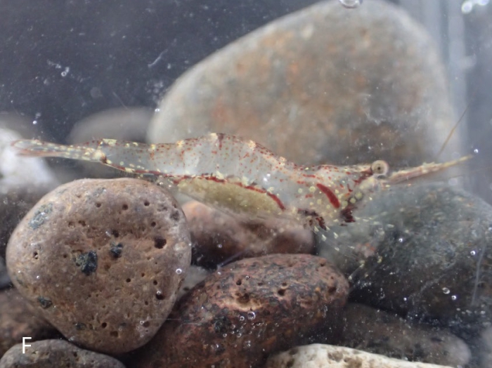 Caridina intermedia Caridina intermedia