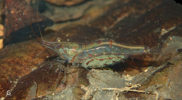 Caridina mertoni