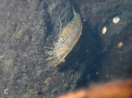 Caridina weberi