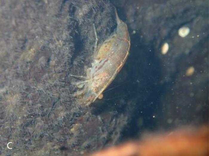 Caridina weberi