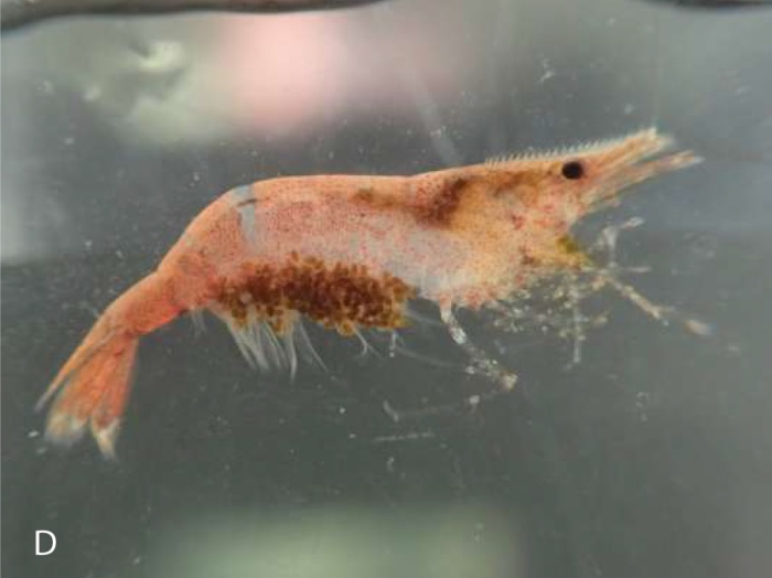 Caridina serratirostris