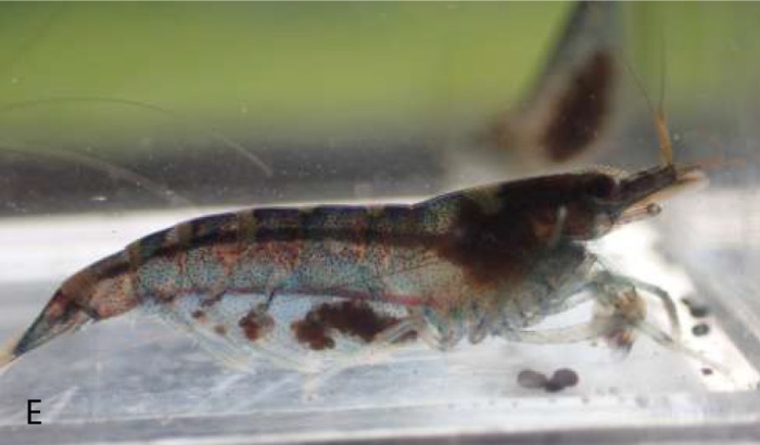 Caridina papuana