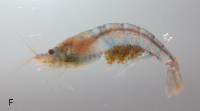 Caridina maeana