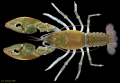 Crustacea (crustaceans)