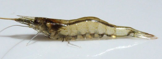Caridina leucosticta Caridina leucosticta
